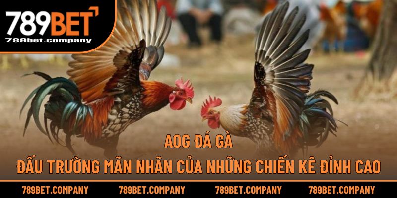 AOG Đá Gà – Đấu Trường Mãn Nhãn Của Những Chiến Kê Đỉnh Cao