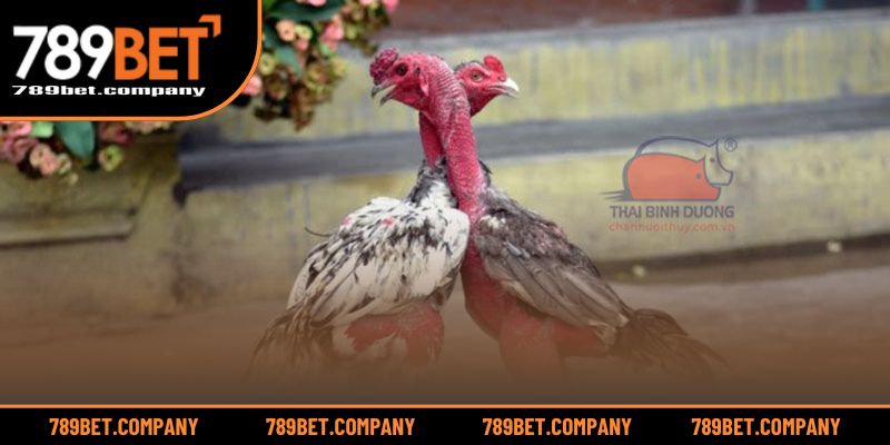 Gà Xám Đá Ngày Nào Tốt? Chọn Ngày Mang Lại Chiến Thắng Lớn 3 Bí kíp chọn ngày cát lợi giúp chiến kê bách thắng