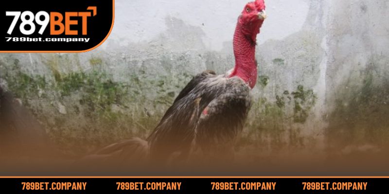 Gà Xám Đá Ngày Nào Tốt? Chọn Ngày Mang Lại Chiến Thắng Lớn 4 Bí quyết dưỡng gà và cầu may trước giờ lâm trận