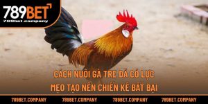Cách Nuôi Gà Tre Đá Có Lực – Mẹo Tạo Nên Chiến Kê Bất Bại