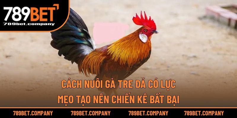Cách Nuôi Gà Tre Đá Có Lực – Mẹo Tạo Nên Chiến Kê Bất Bại 1 Cách Nuôi Gà Tre Đá Có Lực – Mẹo Tạo Nên Chiến Kê Bất Bại