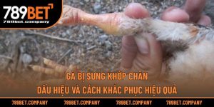 Gà Bị Sưng Khớp Chân – Dấu Hiệu Và Cách Khắc Phục Hiệu Quả