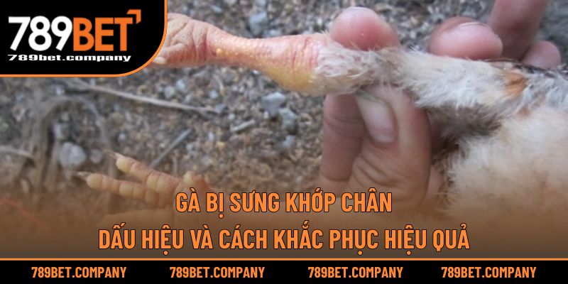 Gà Bị Sưng Khớp Chân – Dấu Hiệu Và Cách Khắc Phục Hiệu Quả 1 Gà Bị Sưng Khớp Chân – Dấu Hiệu Và Cách Khắc Phục Hiệu Quả