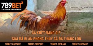 Gà Khét Mạng Gì? Giải Mã Bí Ẩn Phong Thủy Gà Đá Thắng Lớn