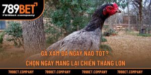 Gà Xám Đá Ngày Nào Tốt? Chọn Ngày Mang Lại Chiến Thắng Lớn
