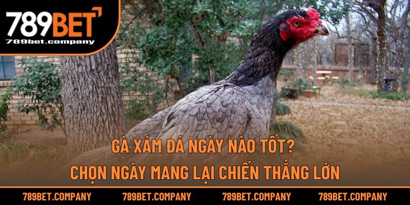 Gà Xám Đá Ngày Nào Tốt? Chọn Ngày Mang Lại Chiến Thắng Lớn 1 Gà Xám Đá Ngày Nào Tốt? Chọn Ngày Mang Lại Chiến Thắng Lớn