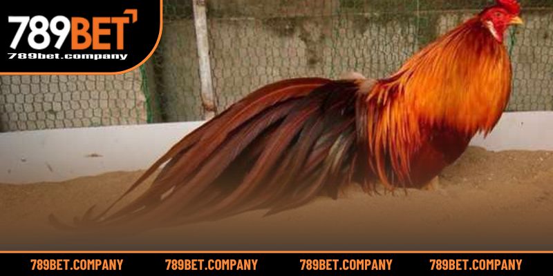 Gà Khét Mạng Gì? Giải Mã Bí Ẩn Phong Thủy Gà Đá Thắng Lớn 2 Giải thích ý nghĩa gà khét trong văn hóa đá gà