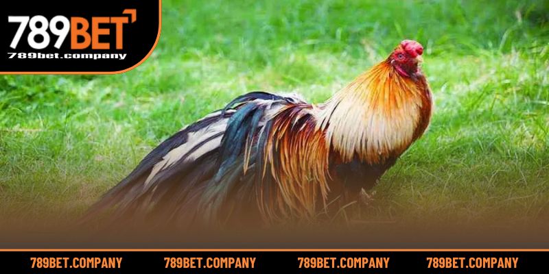 Cách Nuôi Gà Tre Đá Có Lực – Mẹo Tạo Nên Chiến Kê Bất Bại 4 Giữ vững phong độ thi đấu cho gà tre bền bỉ theo thời gian