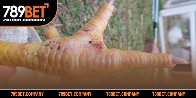 Gà Bị Sưng Khớp Chân – Dấu Hiệu Và Cách Khắc Phục Hiệu Quả 4 Hướng dẫn chăm sóc và điều trị sưng khớp cho gà tại nhà