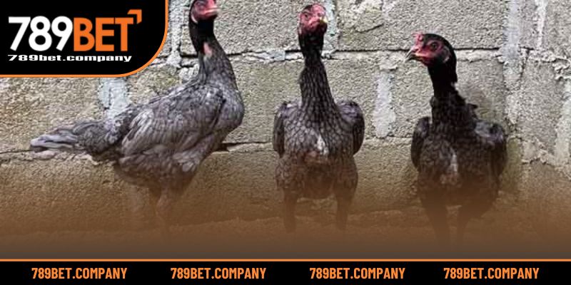 Gà Xám Đá Ngày Nào Tốt? Chọn Ngày Mang Lại Chiến Thắng Lớn 2 Khám phá bí mật chọn ngày hợp vận cho gà chiến