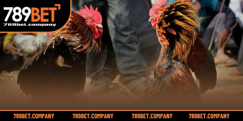 Khám phá đấu trường AOG sôi động và cuốn hút