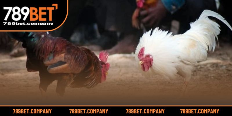 WS168 Đá Gà – Trải Nghiệm Đỉnh Cao Cho Tín Đồ Cá Cược 2 Khám phá sảnh cá cược hấp dẫn với trải nghiệm siêu thực