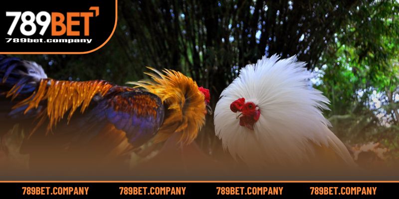 Mẹo đặt cược hiệu quả giúp tăng khả năng thắng lợi tại AOG