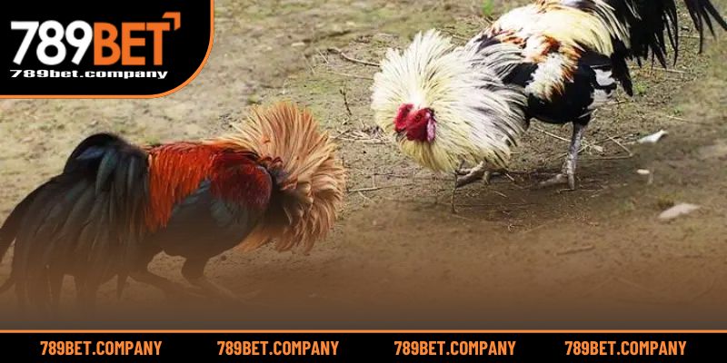 WS168 Đá Gà – Trải Nghiệm Đỉnh Cao Cho Tín Đồ Cá Cược 4 Mẹo giúp tăng cơ hội thắng lớn tại sảnh đá gà trực tuyến