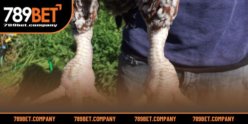 Gà Bị Sưng Khớp Chân – Dấu Hiệu Và Cách Khắc Phục Hiệu Quả 2 Nhận diện tình trạng sưng khớp qua biểu hiện bất thường của gà