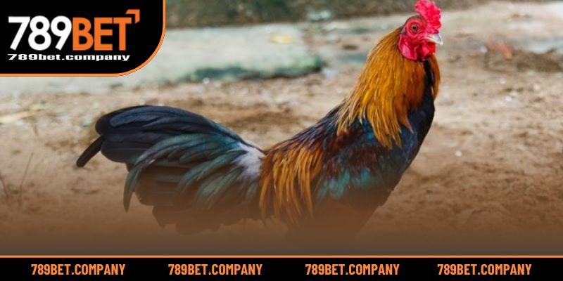 Cách Nuôi Gà Tre Đá Có Lực – Mẹo Tạo Nên Chiến Kê Bất Bại 2 Nhận diện tố chất giúp gà tre phát triển toàn diện