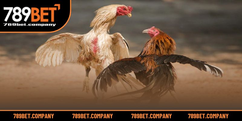 WS168 Đá Gà – Trải Nghiệm Đỉnh Cao Cho Tín Đồ Cá Cược 3 Sức hấp dẫn đến từ trải nghiệm chất lượng và tốc độ vượt trội