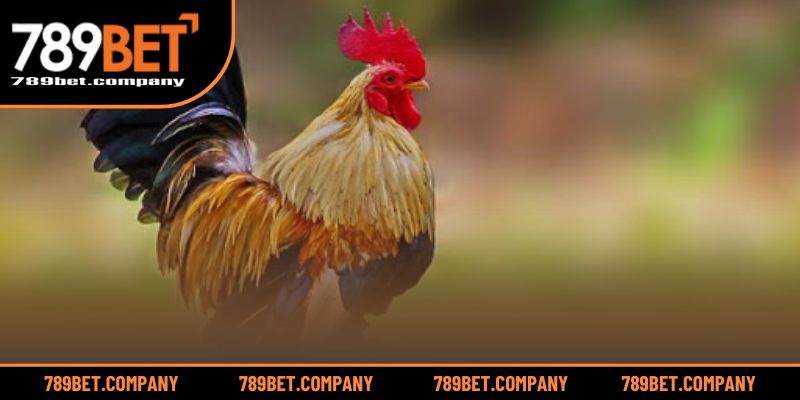 Cách Nuôi Gà Tre Đá Có Lực – Mẹo Tạo Nên Chiến Kê Bất Bại 3 Tăng cường sức mạnh toàn diện cho gà tre chọi hiệu quả