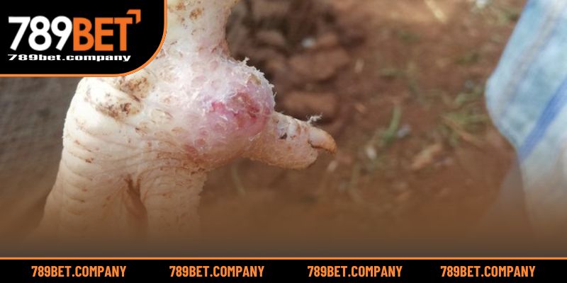 Gà Bị Sưng Khớp Chân – Dấu Hiệu Và Cách Khắc Phục Hiệu Quả 3 Tìm hiểu nguyên nhân gây sưng khớp để xử lý đúng cách