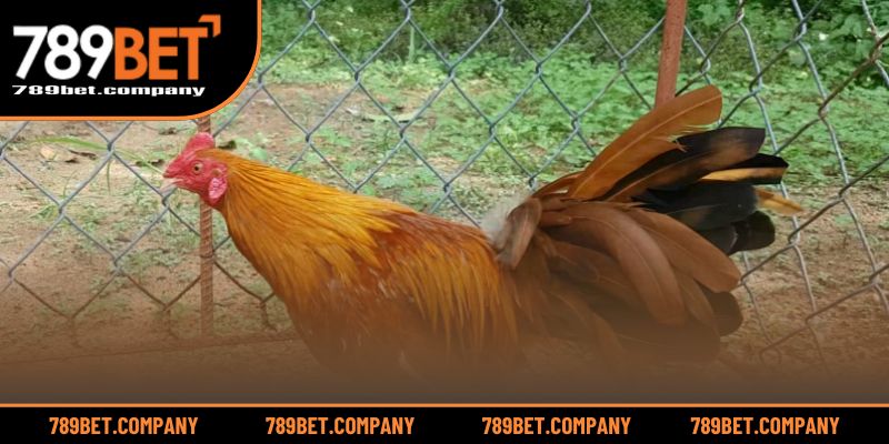 Gà Khét Mạng Gì? Giải Mã Bí Ẩn Phong Thủy Gà Đá Thắng Lớn 3 Tìm hiểu phong thủy gà khét giúp chọn trận thắng lợi