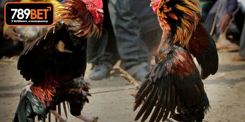 Xem Ngày Gà Đá - Bí Thuật Chọn Giờ Vàng Thắng Lớn 3 Phương pháp luận ngũ hành cho kê thủ xuất sắc