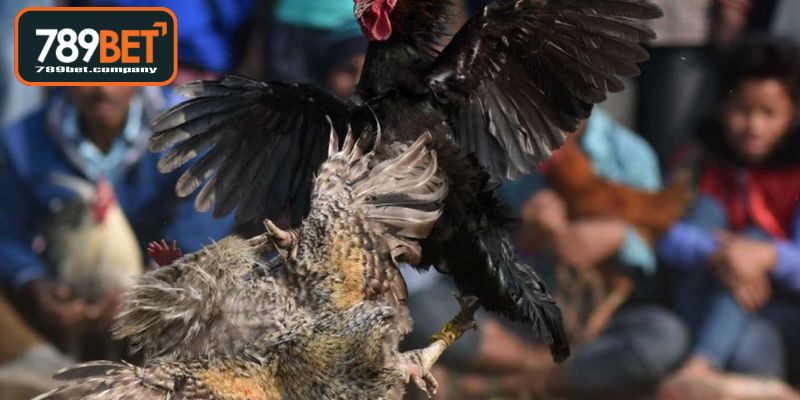 Xem Ngày Gà Đá - Bí Thuật Chọn Giờ Vàng Thắng Lớn 2 Ý nghĩa của việc chọn thời điểm xem ngày gà đá lành